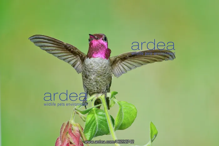 : Anna's Hummingbird : Anna's Hummingbird