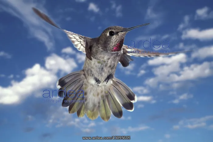: Anna's Hummingbird : Anna's Hummingbird