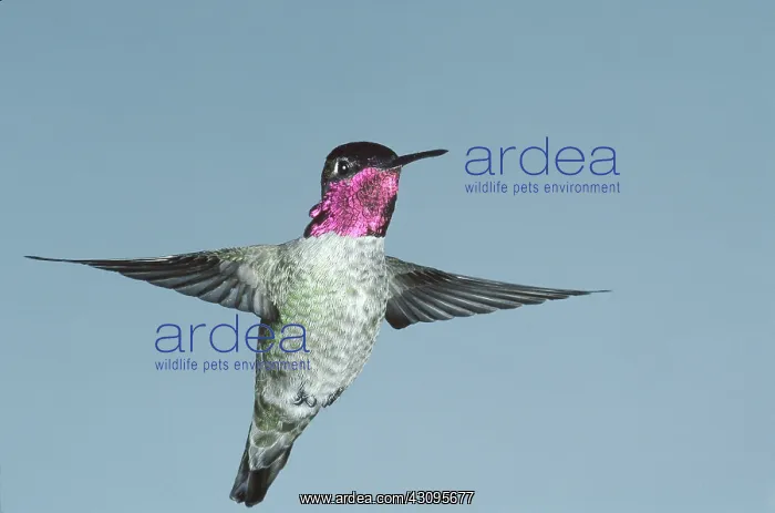 : Anna's Hummingbird : Anna's Hummingbird