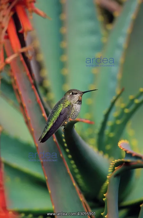 : Anna's Hummingbird