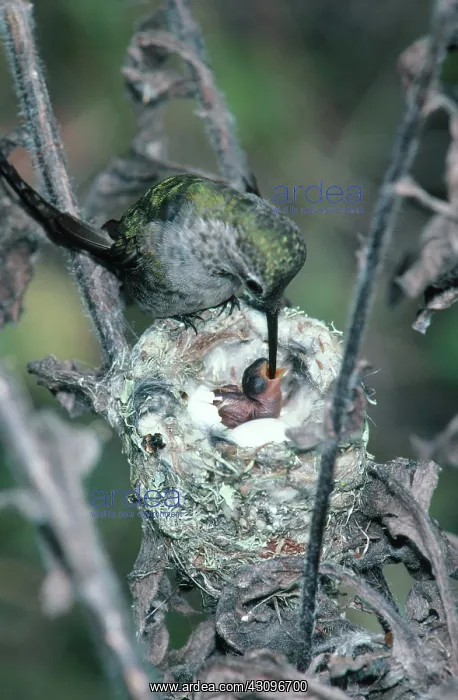 : Anna's Hummingbird : Anna's Hummingbird