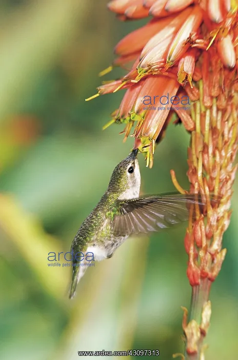 : Anna's hummingbird : Anna's hummingbird