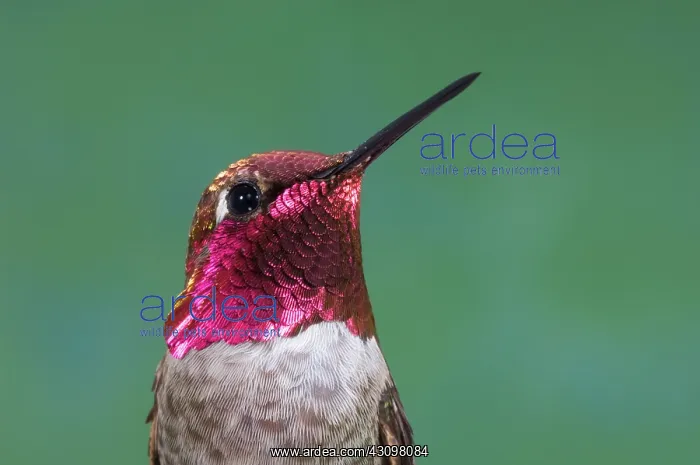 : Anna's Hummingbird : Anna's Hummingbird