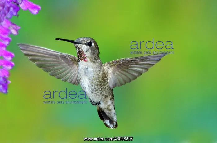 : Anna's Hummingbird : Anna's Hummingbird