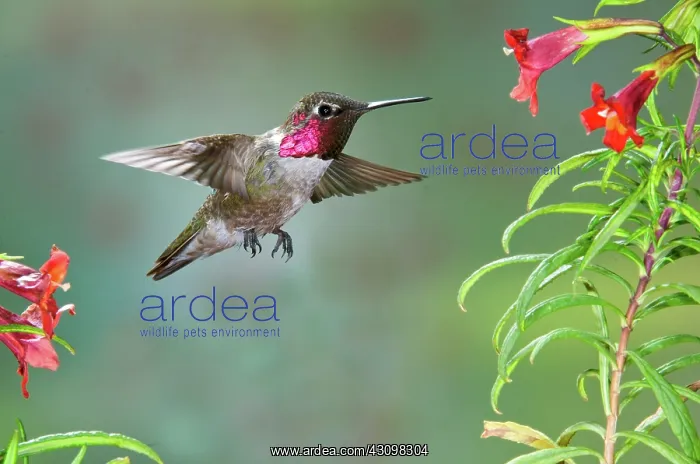: Anna's Hummingbird : Anna's Hummingbird