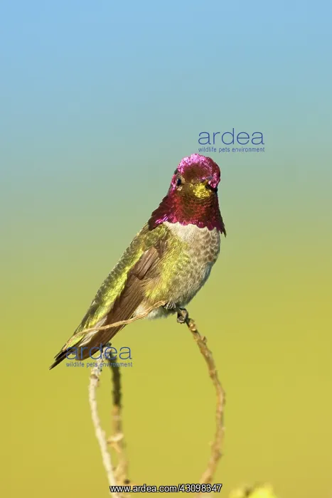: Anna's Hummingbird : Anna's Hummingbird