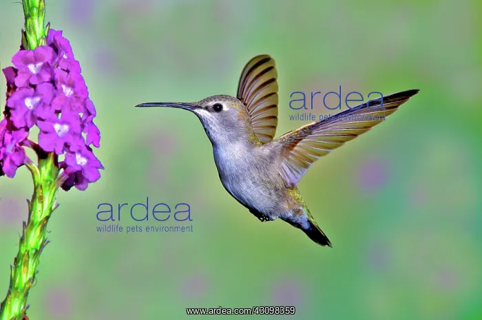 : Anna's Hummingbird : Anna's Hummingbird