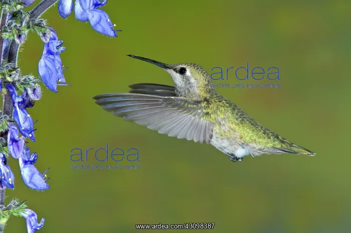 : Anna's Hummingbird : Anna's Hummingbird