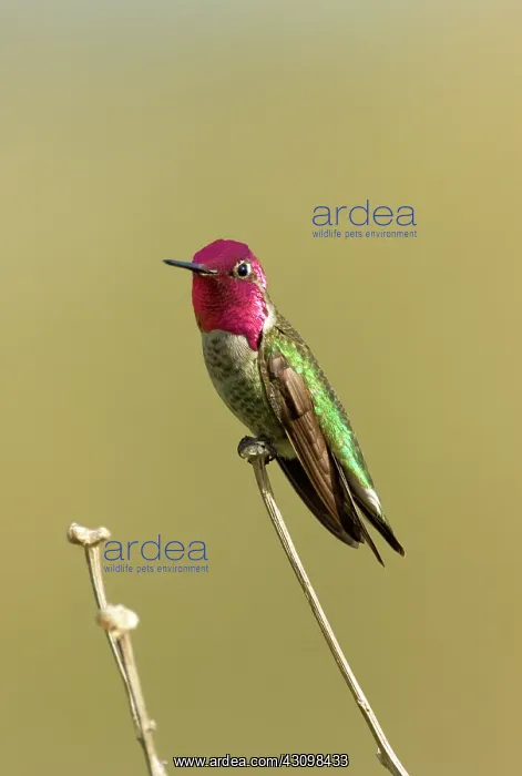 : Anna's Hummingbird : Anna's Hummingbird