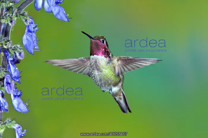 : Anna's Hummingbird : Anna's Hummingbird