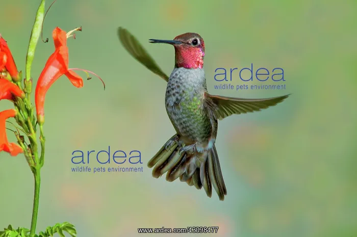 : Anna's Hummingbird : Anna's Hummingbird