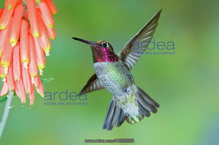 : Anna's Hummingbird : Anna's Hummingbird