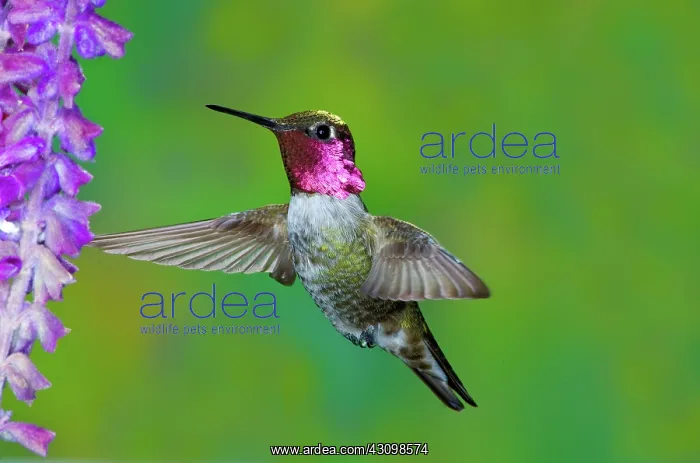 : Anna's Hummingbird : Anna's Hummingbird