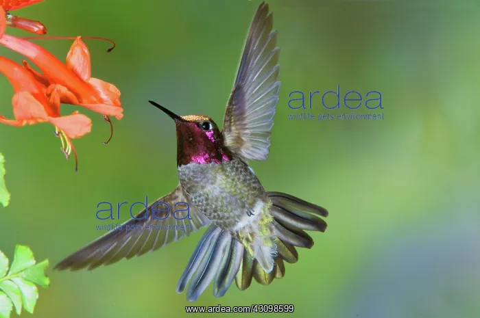 : Anna's Hummingbird : Anna's Hummingbird