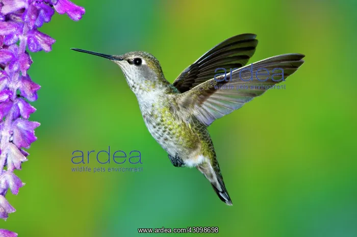 : Anna's Hummingbird : Anna's Hummingbird