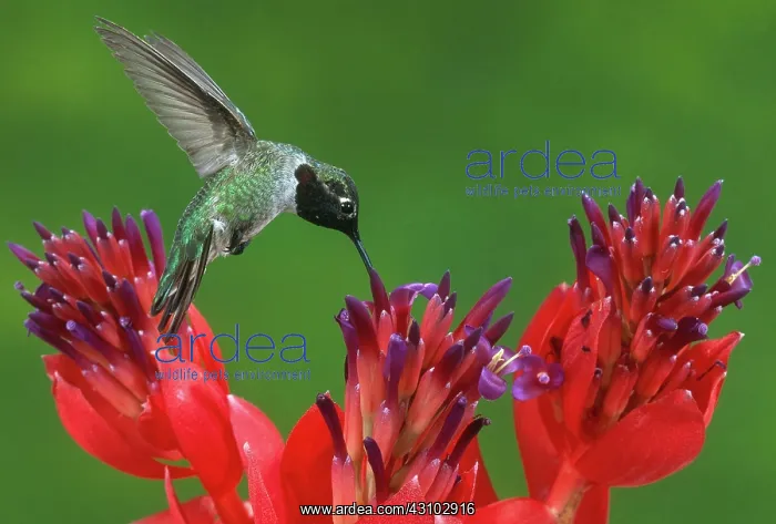 : Anna's Hummingbird : Anna's Hummingbird