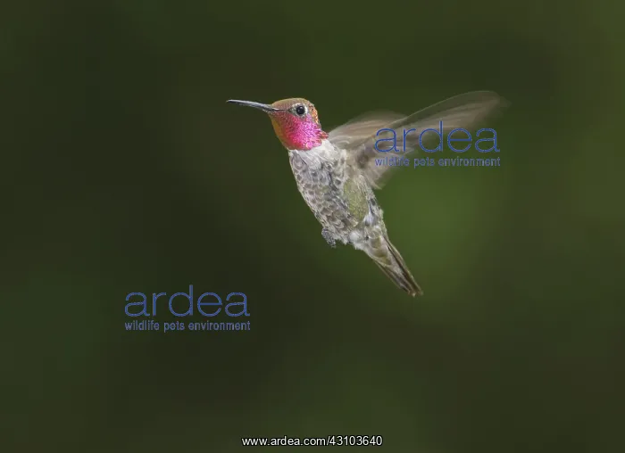 : Anna's hummingbird : Anna's hummingbird