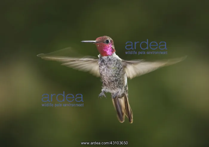 : Anna's hummingbird : Anna's hummingbird