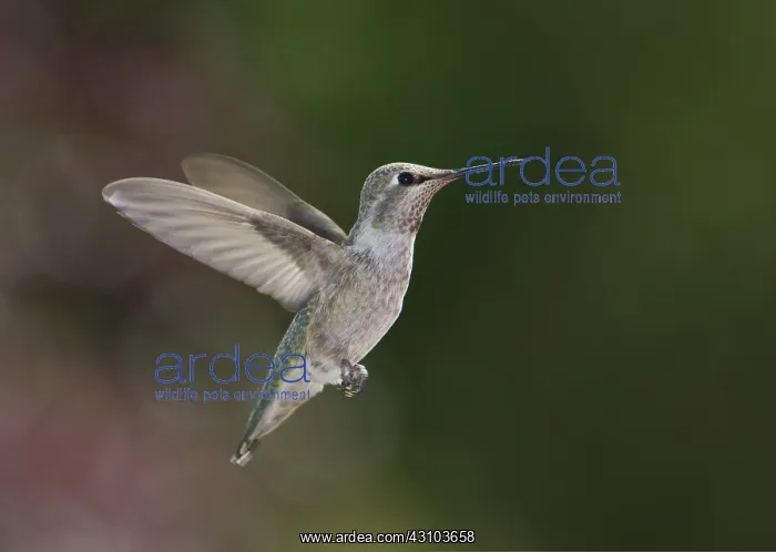 : Anna's hummingbird : Anna's hummingbird