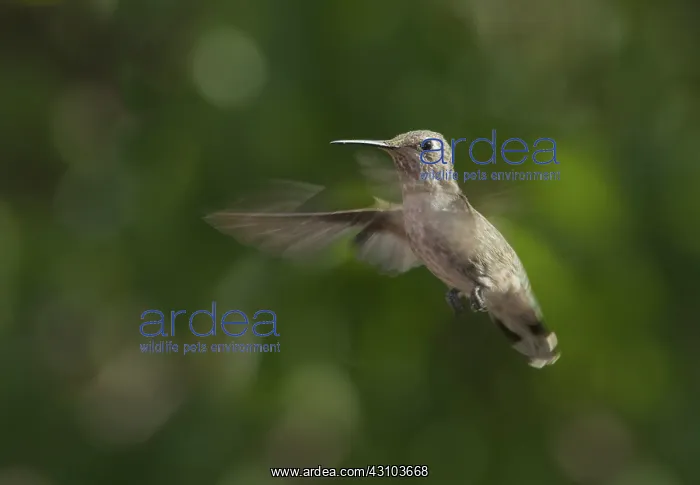 : Anna's hummingbird : Anna's hummingbird