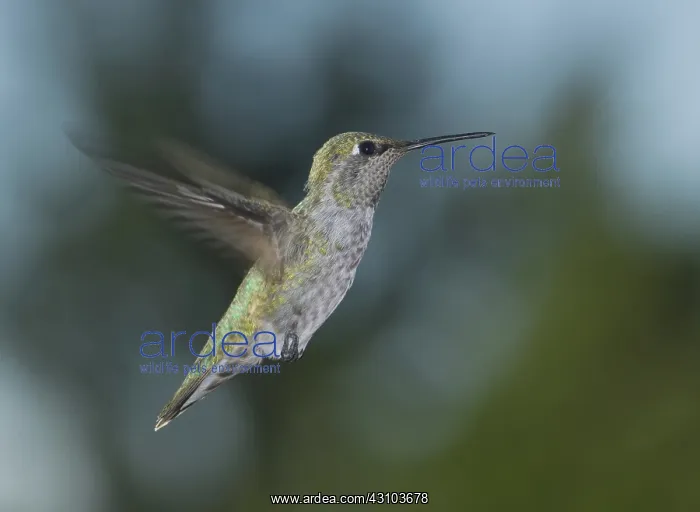 : Anna's hummingbird : Anna's hummingbird