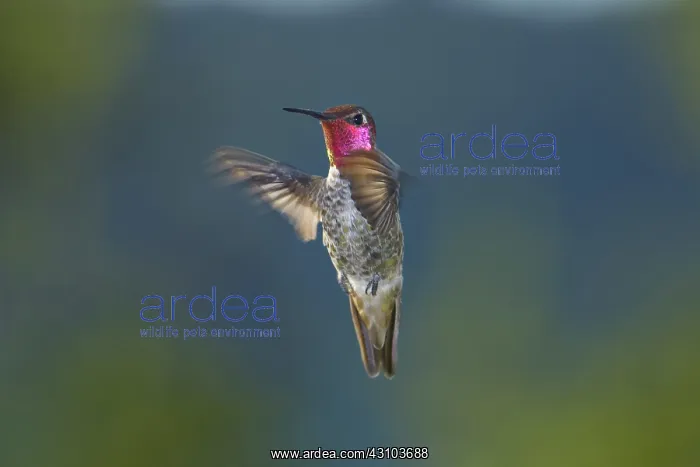 : Anna's hummingbird : Anna's hummingbird