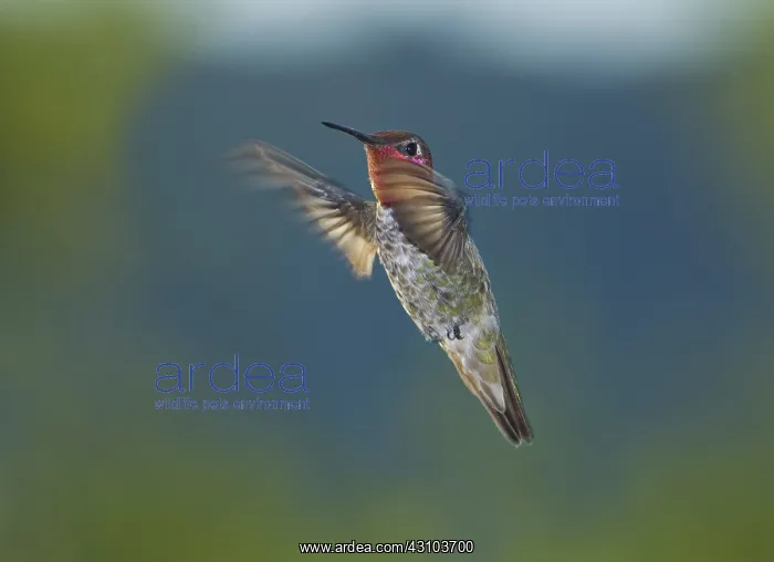 : Anna's hummingbird : Anna's hummingbird