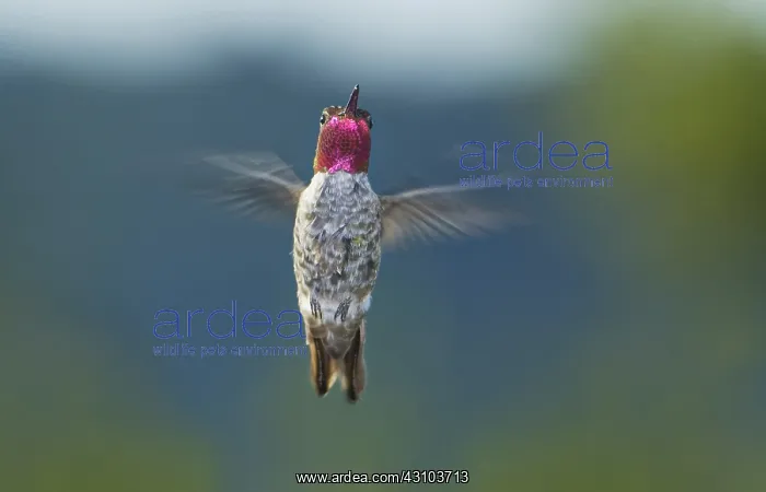 : Anna's hummingbird : Anna's hummingbird
