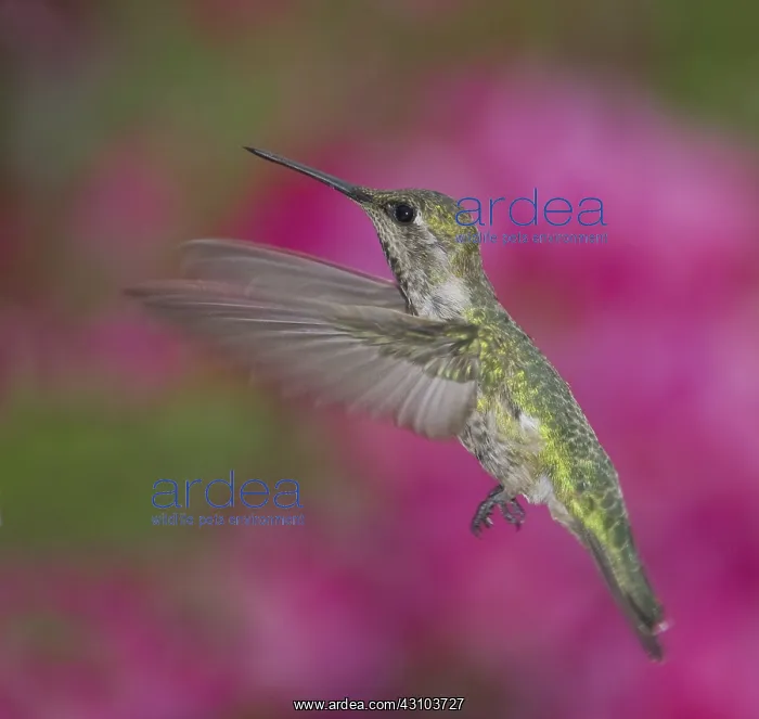 : Anna's hummingbird : Anna's hummingbird