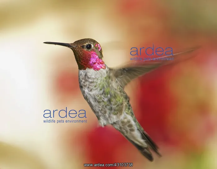 : Anna's hummingbird : Anna's hummingbird