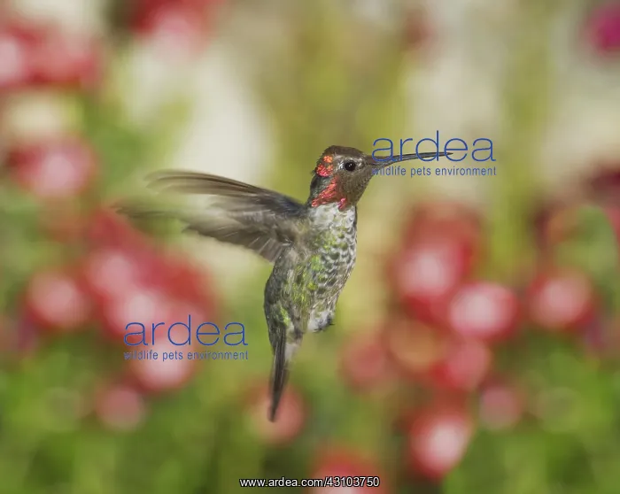 : Anna's hummingbird : Anna's hummingbird