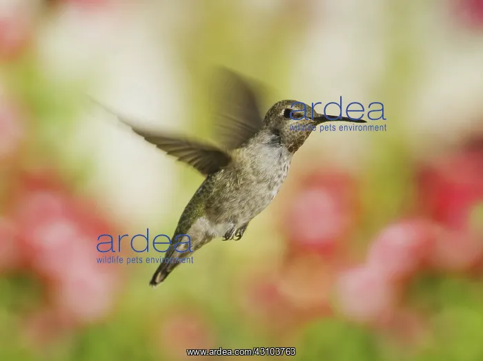 : Anna's hummingbird : Anna's hummingbird