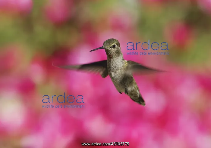 : Anna's hummingbird : Anna's hummingbird