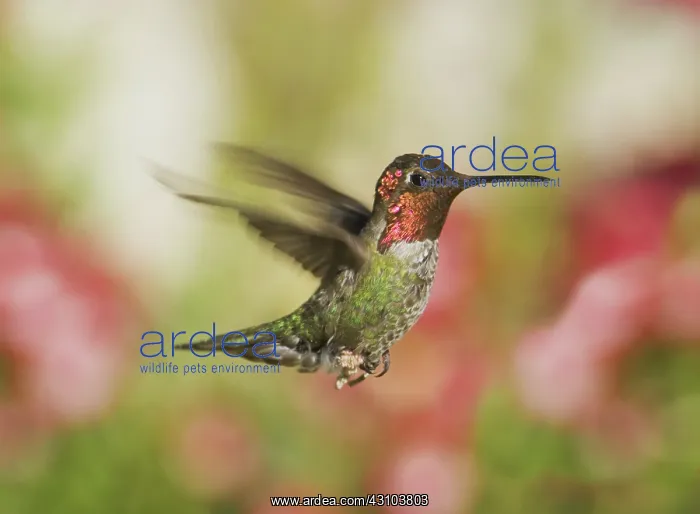 : Anna's hummingbird : Anna's hummingbird