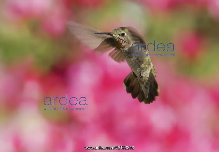 : Anna's hummingbird : Anna's hummingbird