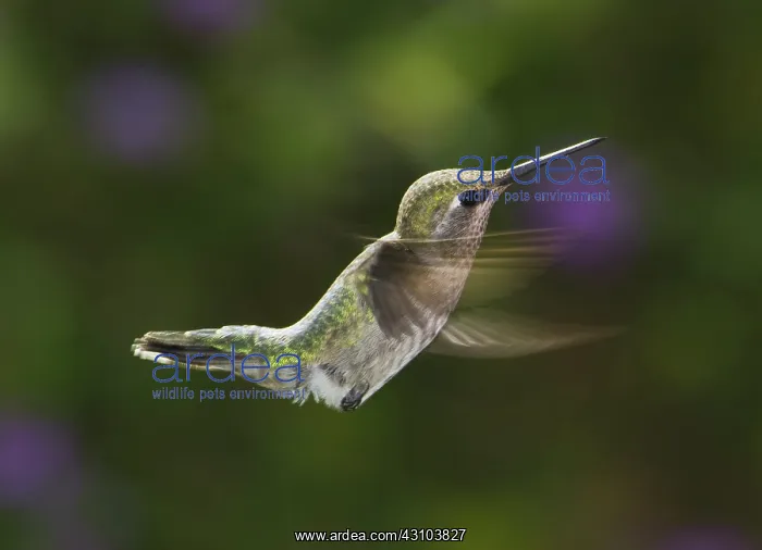 : Anna's hummingbird : Anna's hummingbird