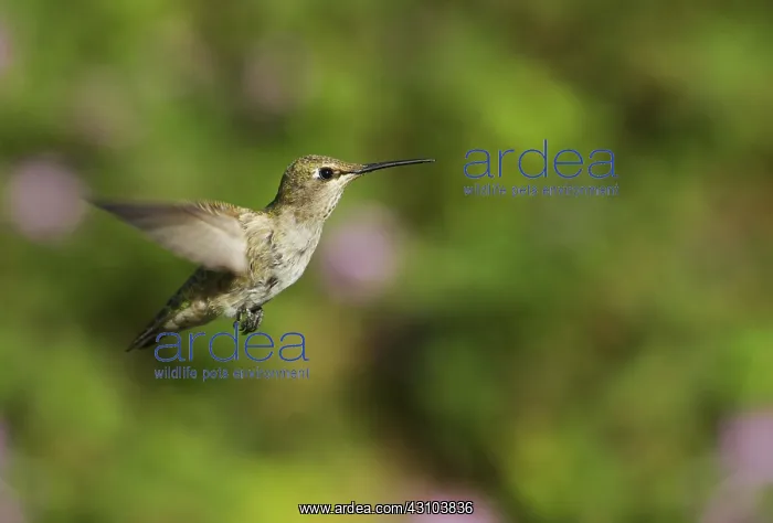 : Anna's hummingbird : Anna's hummingbird