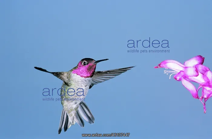 : Anna's Hummingbird : Anna's Hummingbird