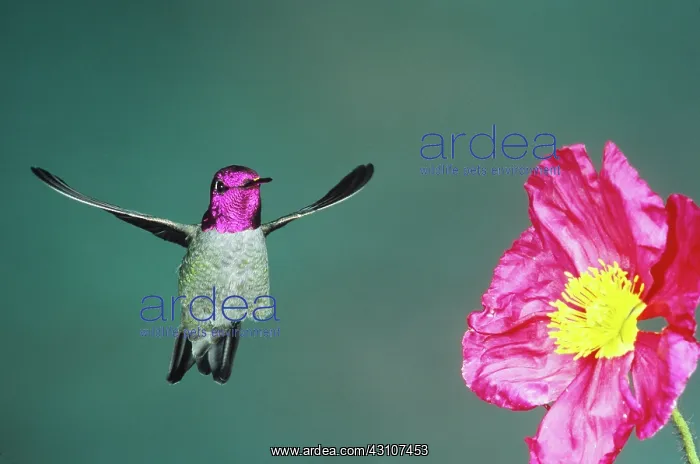 : Anna's Hummingbird : Anna's Hummingbird