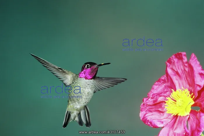 : Anna's Hummingbird : Anna's Hummingbird