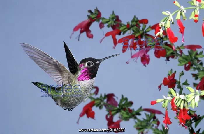 : Anna's Hummingbird : Anna's Hummingbird