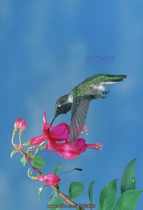 : Anna's Hummingbird : Anna's Hummingbird