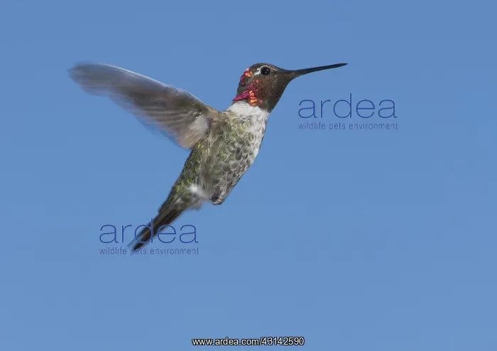 : Anna's hummingbird : Anna's hummingbird