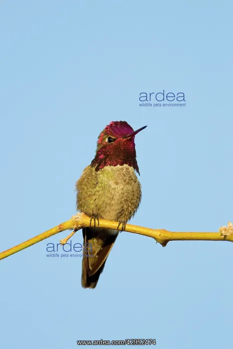 : Anna's Hummingbird. Adult Male : Anna's Hummingbird. Adult Male