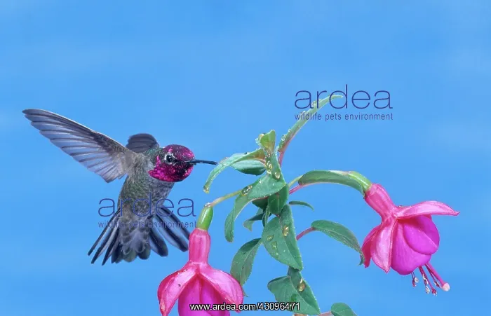 : Anna's Hummingbird (Calypte anna) : Anna's Hummingbird (Calypte anna)