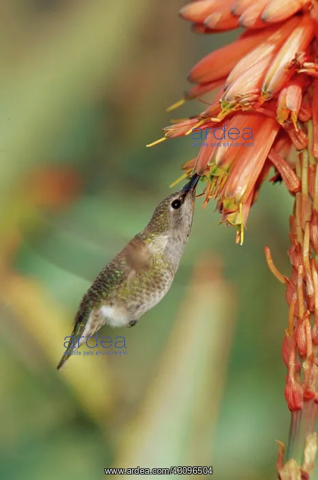 : Anna's Hummingbird (Calypte anna) : Anna's Hummingbird (Calypte anna)