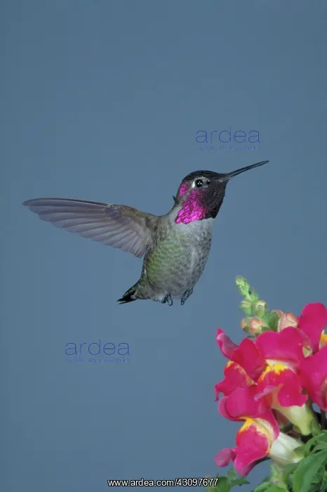 : Anna's Hummingbird (Calypte anna) : Anna's Hummingbird (Calypte anna)