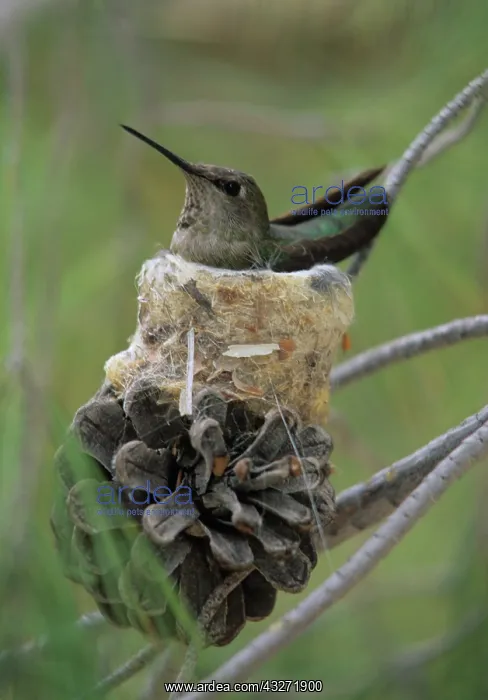  : Annas Hummingbird (Calypte anna) - Arizona - Female on nest