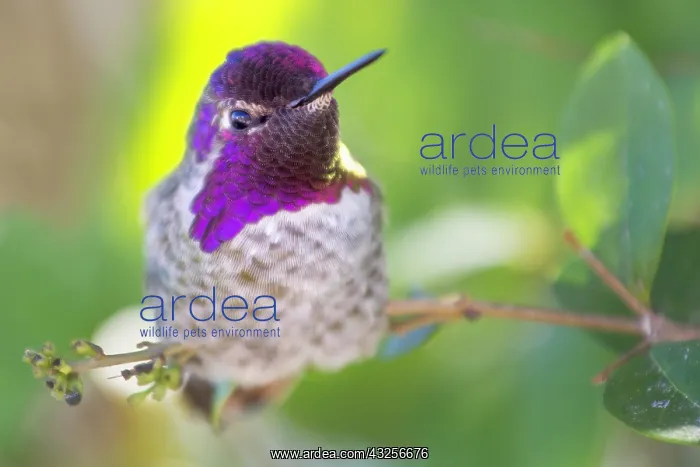 : Annas Hummingbird (Calypte anna) male perched o : Annas Hummingbird (Calypte anna) male perched o
