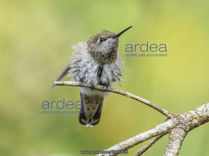 : An Anna's Hummingbird (Calypte anna) perched on a branch and stretching its wing : An Anna's Hummingbird (Calypte anna) perched on a branch and stretching its wing